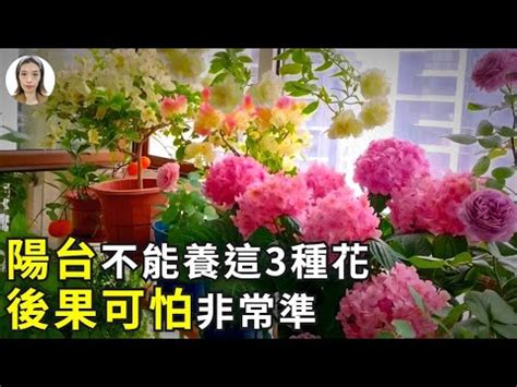 陽台可以種玫瑰花嗎|陽台種玫瑰花怎樣才能養活